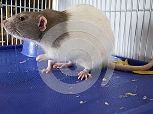 Rat