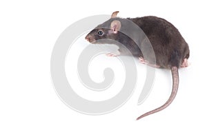 Rat