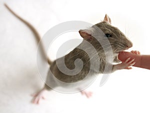 Rat photo