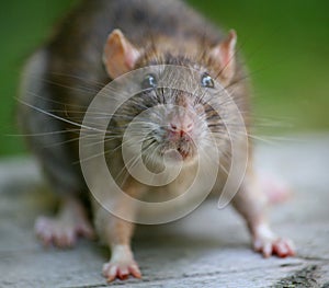 Krysa. portrét hnedý krysa. krysa je známy celosvetovo je väčšina úspešný cicavec nažive dnes. myš 