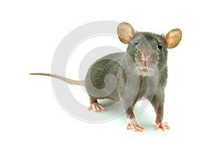 Rat photo