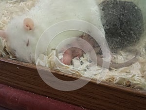 Rat babies sleeping