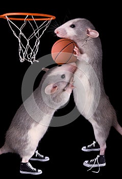 Rat basketball
