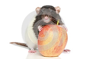 Rat with a big apple
