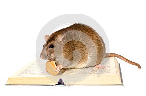 Rat and the book