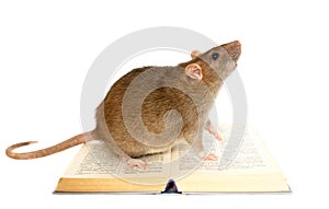 Rat and book