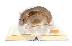 Rat and book