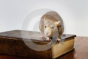 Un ratto sul un libro 