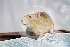 Rat with book photo