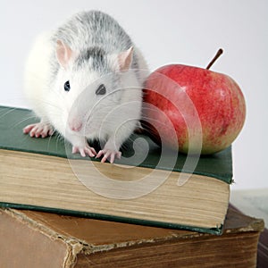 Rat on books with apple