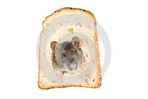 Rat in bread hole