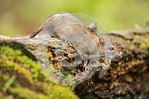 Rat, brown rat, Rattus norvegicus