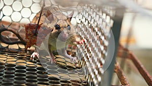 Rat in cage mousetrap, Mouse finding a way out of being confined