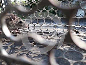 Rat in cage mousetrap, Mouse finding a way out of being confined