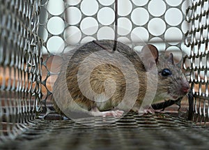 Rat in cage mousetrap, Mouse finding a way out of being confined