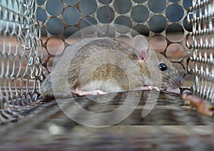 Rat in cage mousetrap, Mouse finding a way out of being confined