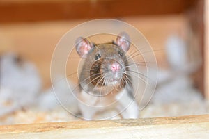Rat in a cage