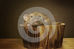 Rat in a cask