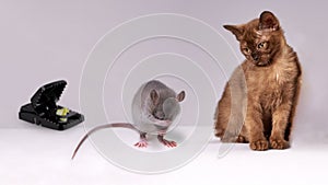 Krysa mezi kočka a past na myši 