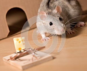 Rat and cheese photo