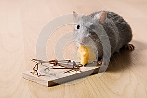 Rat and cheese