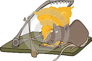 Rat cheese and a mousetrap