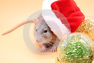 A rat in a Christmas hat. Happy New Year 2020