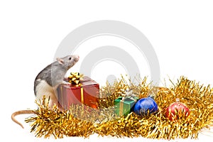 Rat with Christmas presents