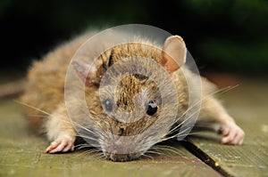 Rat close-up