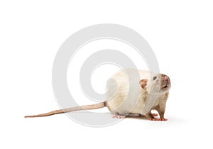 Rat close-up isolated on white