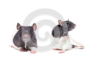 Rat close-up isolated on white background
