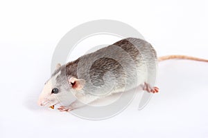 Rat close-up isolated on white background Pink ears, black eyes, decorative Dambo rat, pet