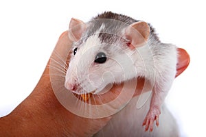 Rat close-up isolated on white background Pink ears, black eyes, decorative Dambo rat, pet