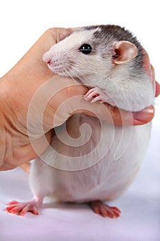 Rat close-up isolated on white background Pink ears, black eyes, decorative Dambo rat, pet