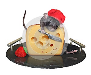 Rat cook cuts cheese on tray 2
