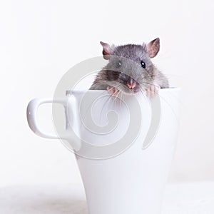 Rat in a Cup