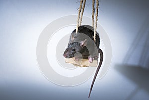 Rat