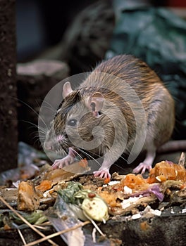 A rat darting across a pile of garbage its little paws clutching bits of moldy food.. AI generation