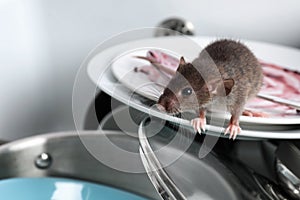 Rat and dirty dishes in kitchen sink. Pest control