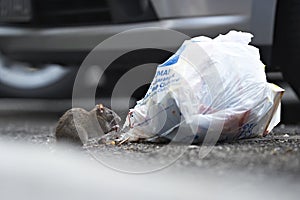 A rat eating from a garbage bag