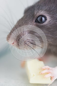 The rat is eating tasty cheese. close-up