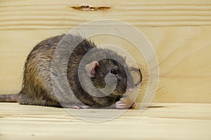 Rat eats a bread rusk.