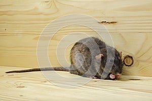 Rat eats a bread rusk.