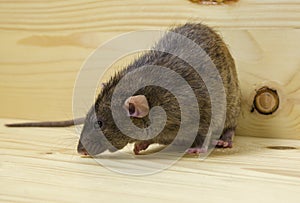 Rat eats a bread rusk.