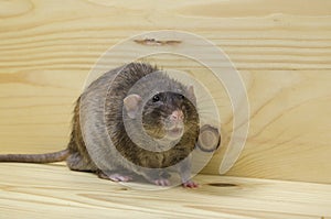 Rat eats a bread rusk.