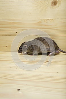 Rat eats a bread rusk.