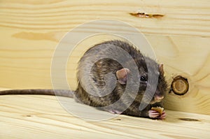 Rat eats a bread rusk.