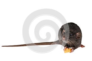 The rat eats cheese. The mouse is holding a treat in its hands. Rodent isolated on white background for lettering and