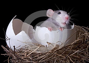 Rat emerging from egg