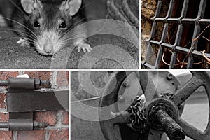 Rat factory abandoned production valve basement grille grunge background. base abandoned building